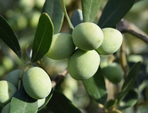 Mosca dell’olivo: monitoraggio dell’infestazione