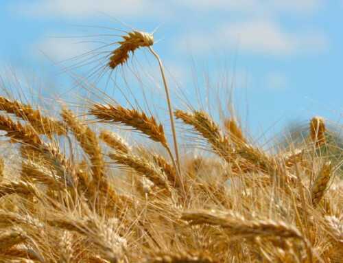 Agricolus per frumento e orzo: gestione agronomica efficiente con gli strumenti digitali