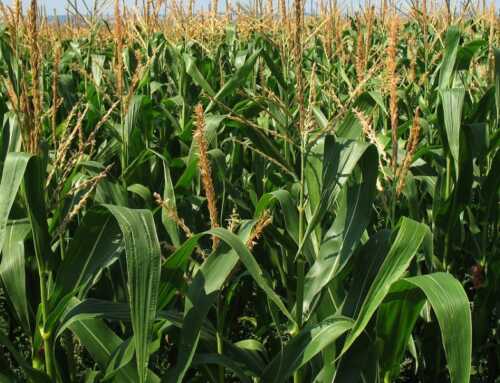 Agricolus per mais: un esempio applicativo per una gestione agronomica più efficiente