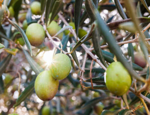 Smart olive growing: the ResOILent project for the valorization of genetic resources