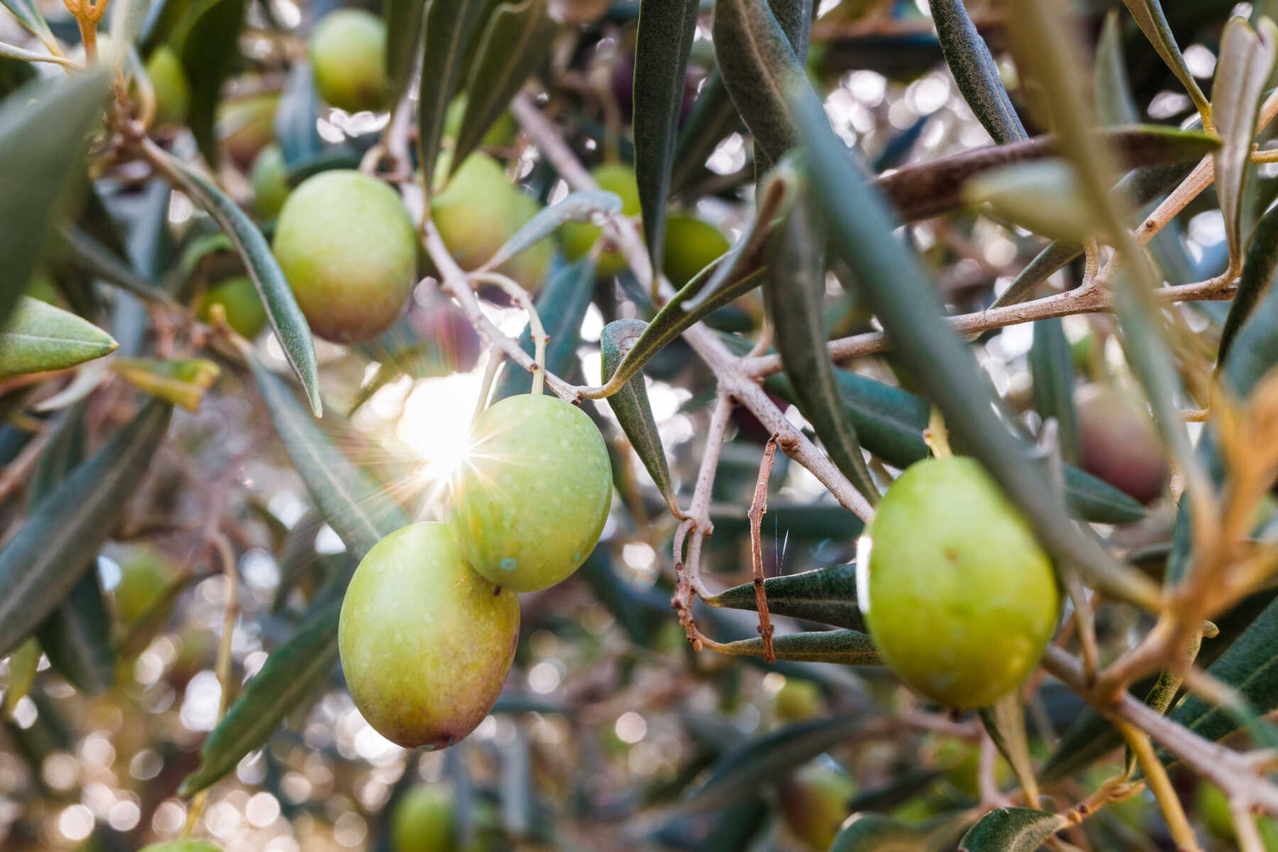 olive sul ramo