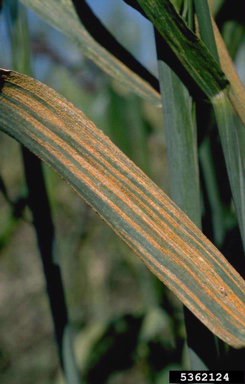 stripe rust (Puccinia striiformis) - Howard F. Schwartz, Colorado State University, Bugwood.org