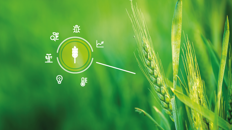 Frumento con infografica che illustra le soluzioni di Agricolus tramite le icone