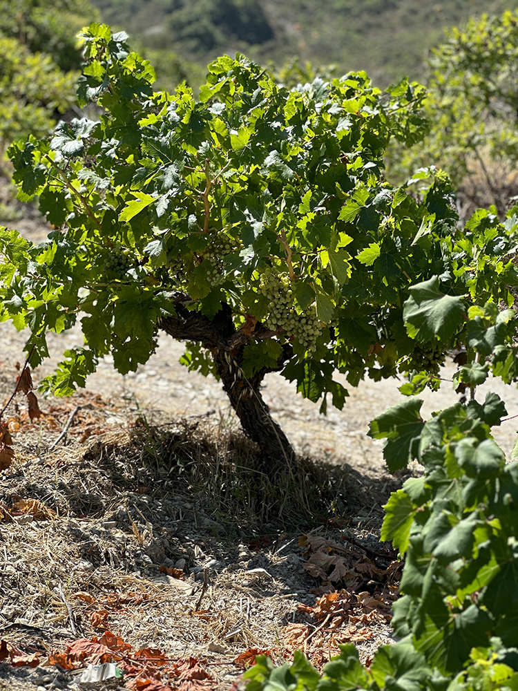 Zambratas Wineries vineyard