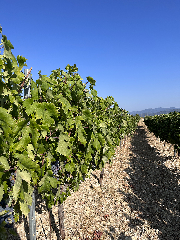 Zambratas Wineries vineyard