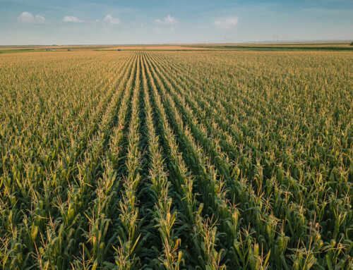 Corn: defense against European corn borer and Diabrotica with digital tools